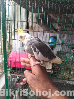 ককাটেল পাখি